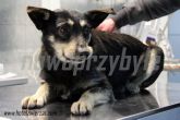 08.01.2014 ZGIERZ GMINA PIES 55687